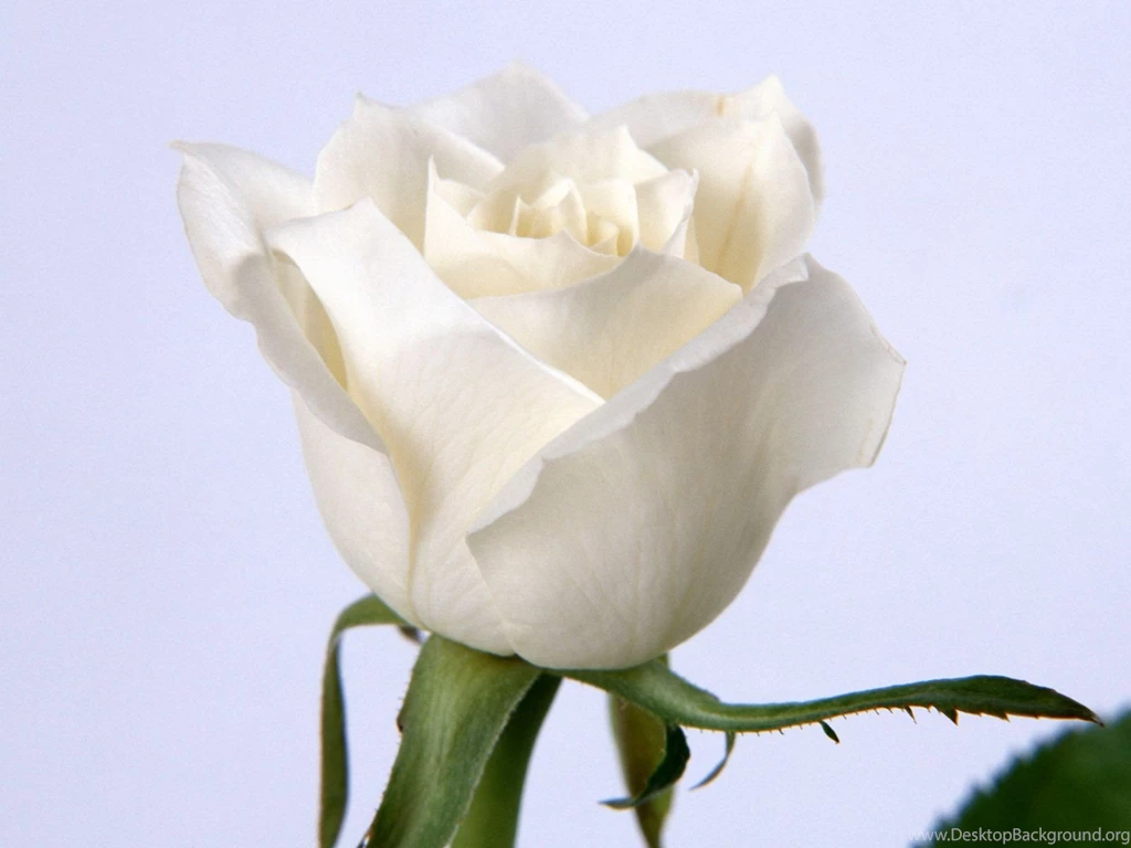 White Roses Wallpapers.jpg