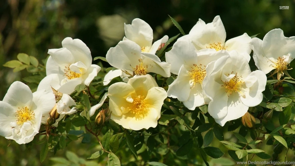 White Roses Wallpapers Flower Wallpapers