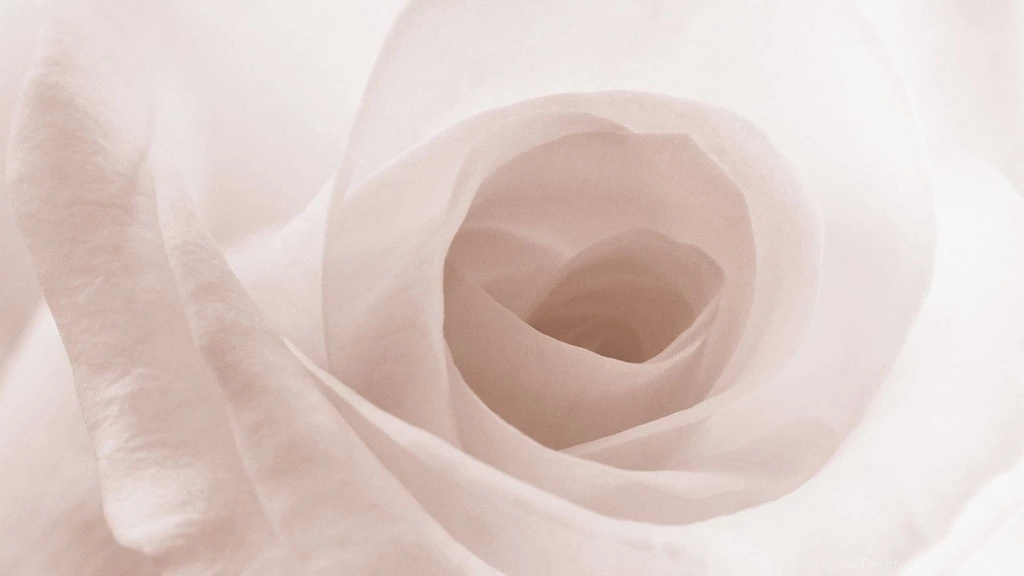 White Rose Wallpapers C11