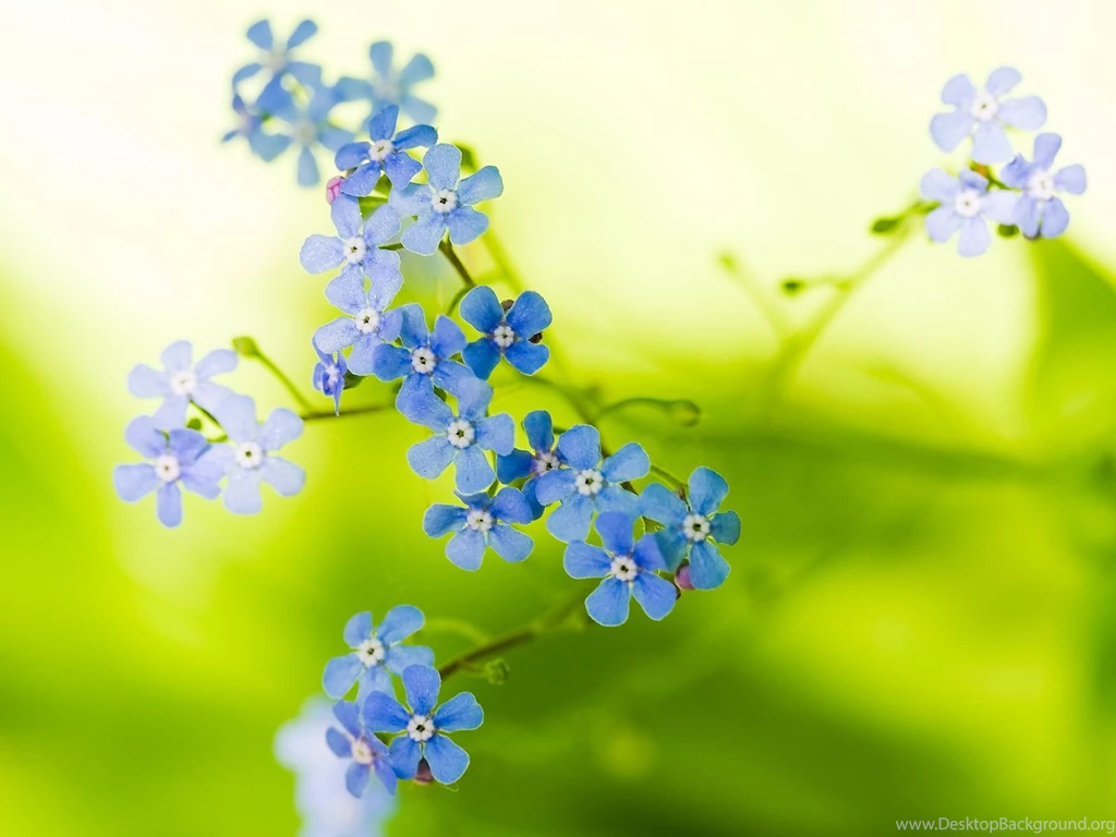 Beautiful Flowers Desktop Wallpaper.jpg