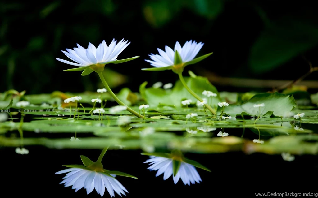 Colourful Flowers Wallpapers Download