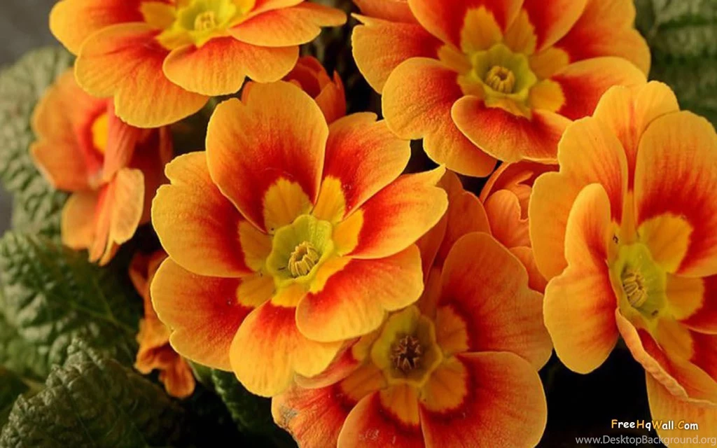 Beautiful orange flowers wallpaper.jpg