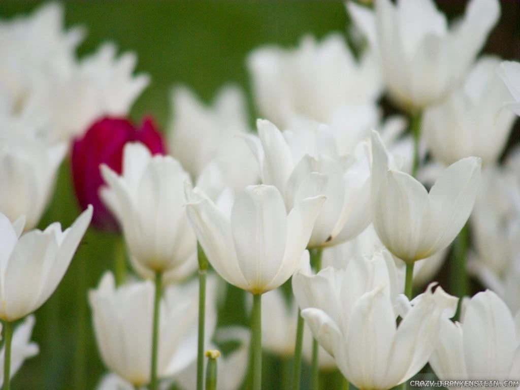 White Tulips Wallpapers   Crazy Frankenstein