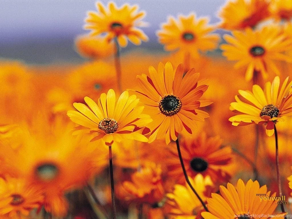 YouWall   Nice Flowers Wallpapers   Wallpaper,wallpapers,free ...