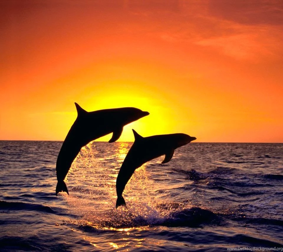 Pictures > Beautiful Ocean Sunset With Dolphin