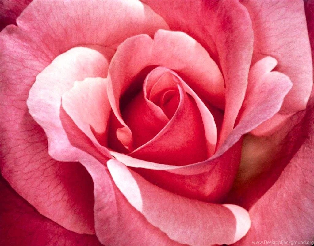 Why A Valentine's Conception Needs More Than A Card And ...