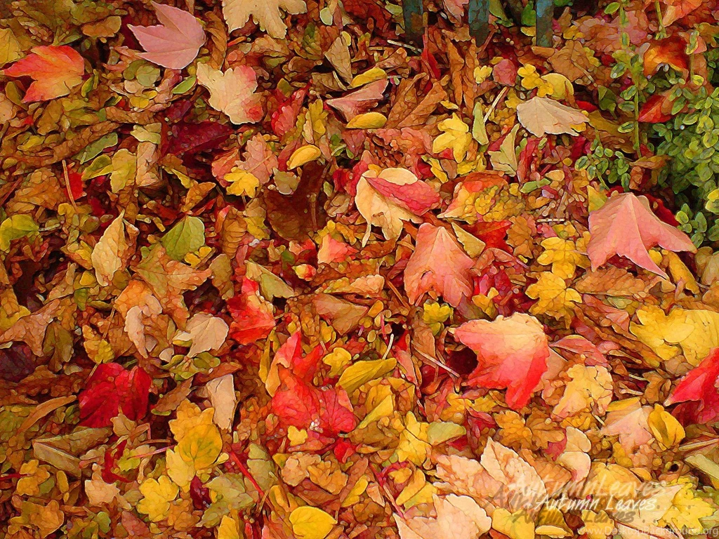 30+ Crispy & Chromatic Autumn/Fall HD BackgroundsCreatiWittyBlog