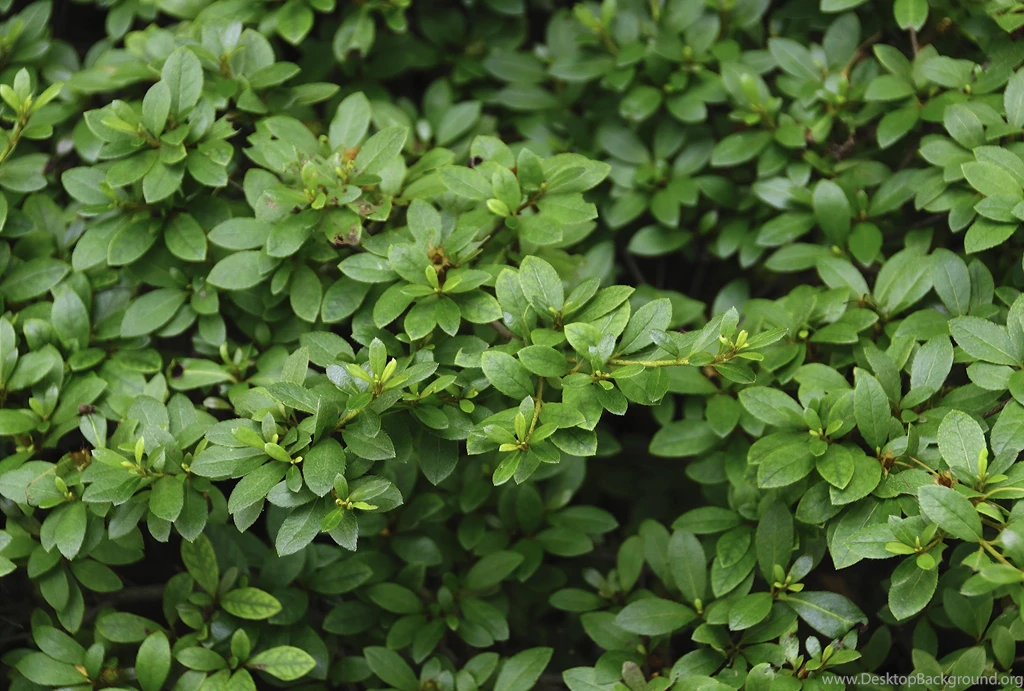 Emerald Green Leaves Backgrounds   Foto Du Jour