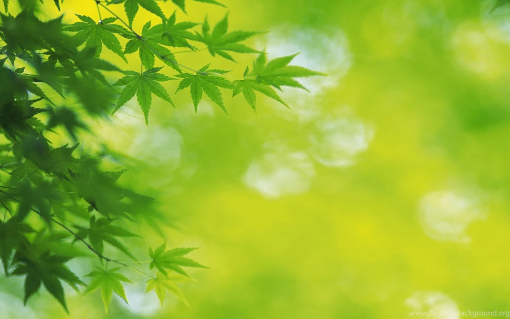 Green Leaves HD Wallpapers