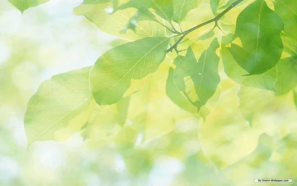 Green Leaves Wallpapers HD Wallpapers Lovely