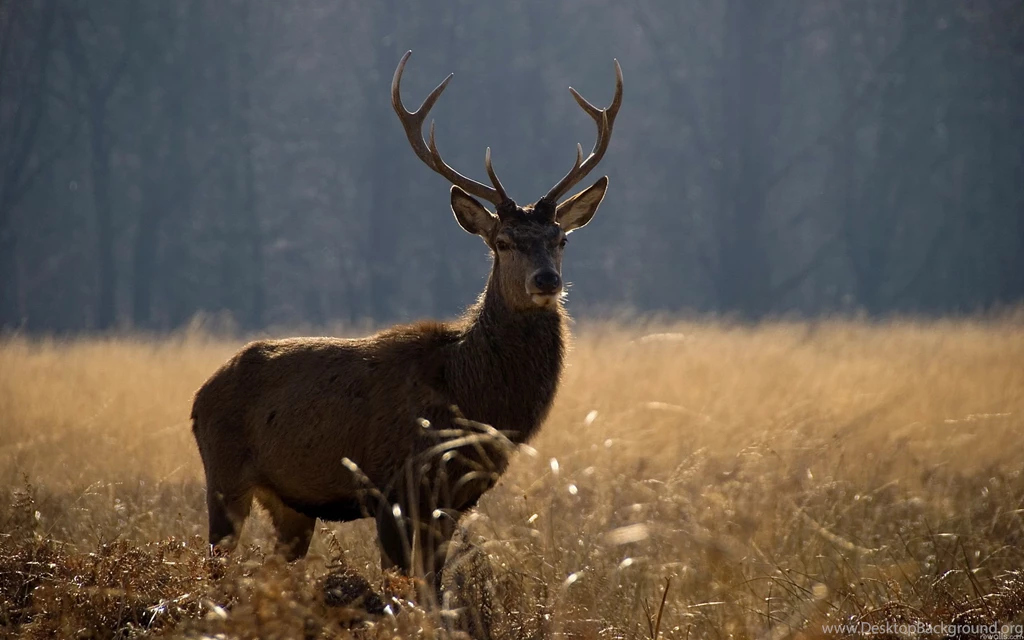 1024x768px Hunting Wallpapers Free Download