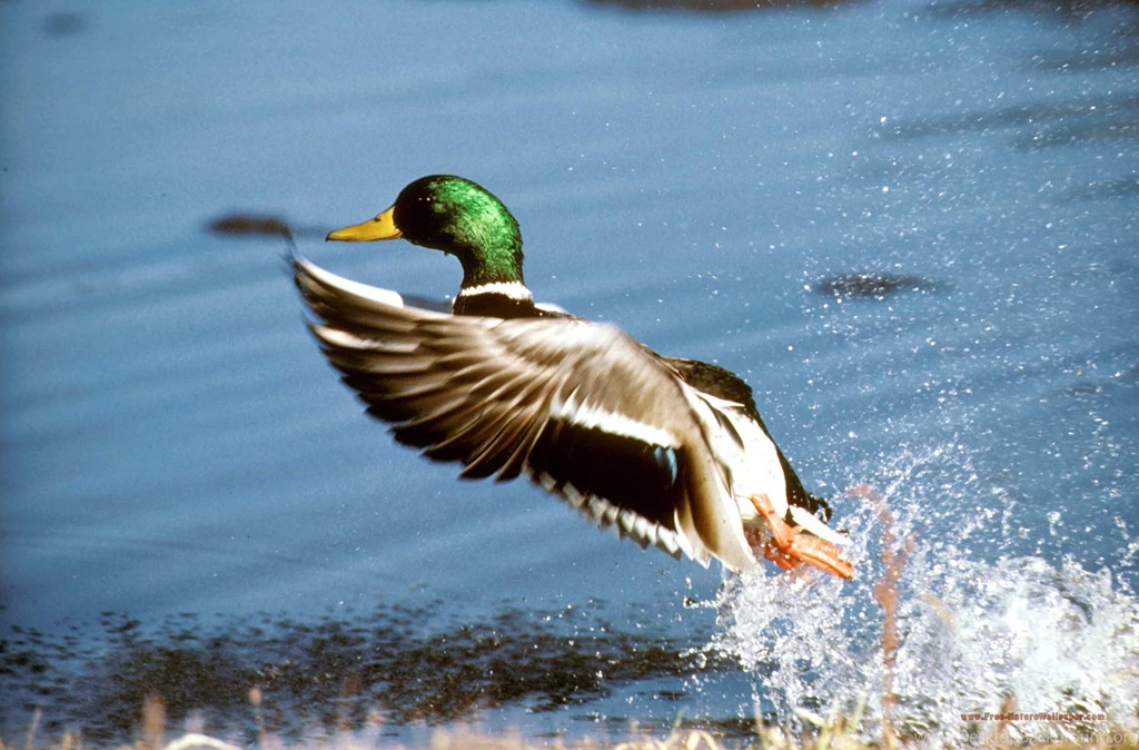 Mallard Duck Wallpapers Wallpapers Cave