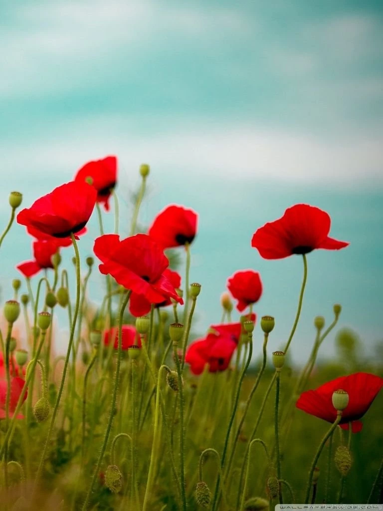 Beautiful Poppy Field HD Desktop Wallpapers : High Definition ...