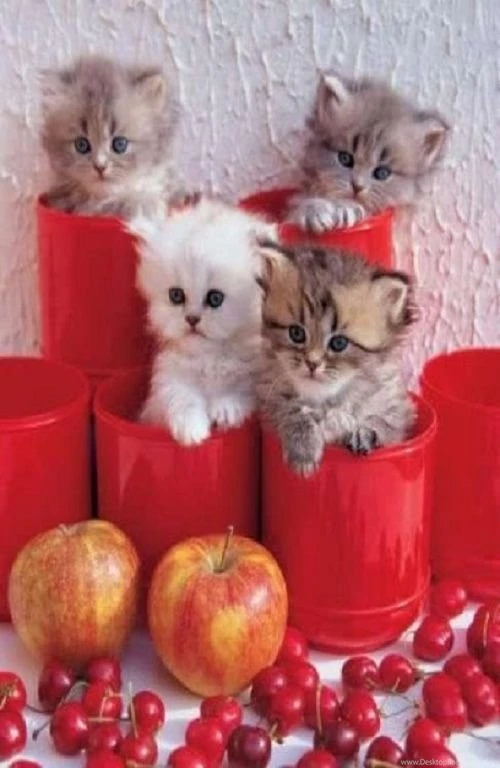 Beautiful cats wallpapers for mobile free hd beautiful