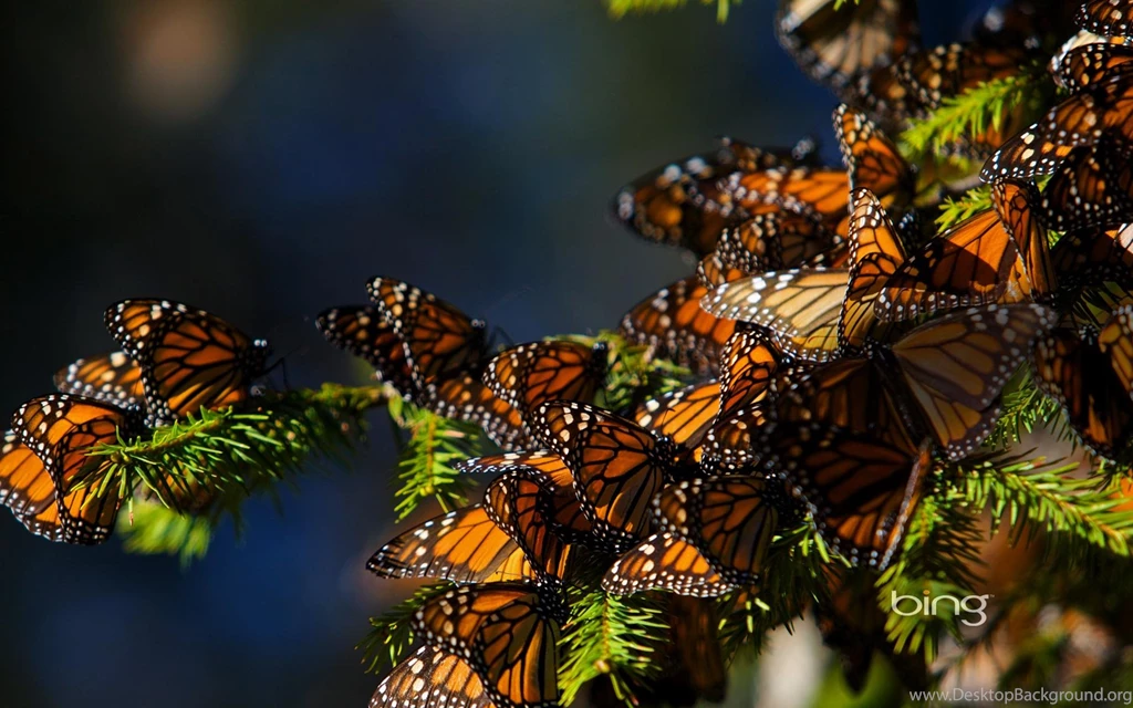 The Best Of The Best Of Bing Butterflies Wallpapers For Desktop ...