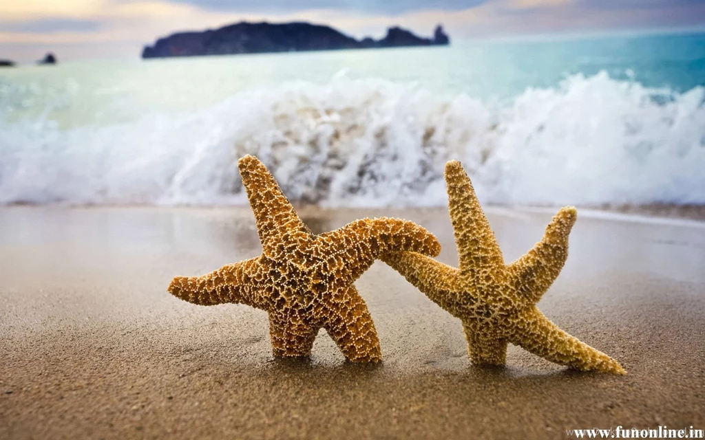 Starfish Wallpapers, Download Charming Starfishes HD Wallpapers Free