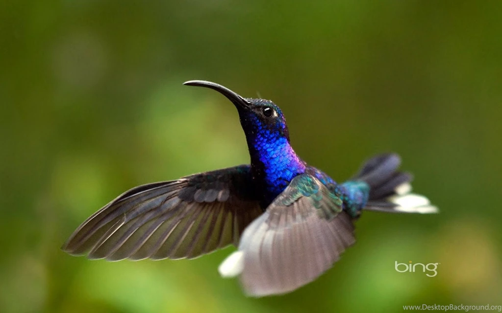 Laptop Review: Bing Desktop Wallpapers (16 30)