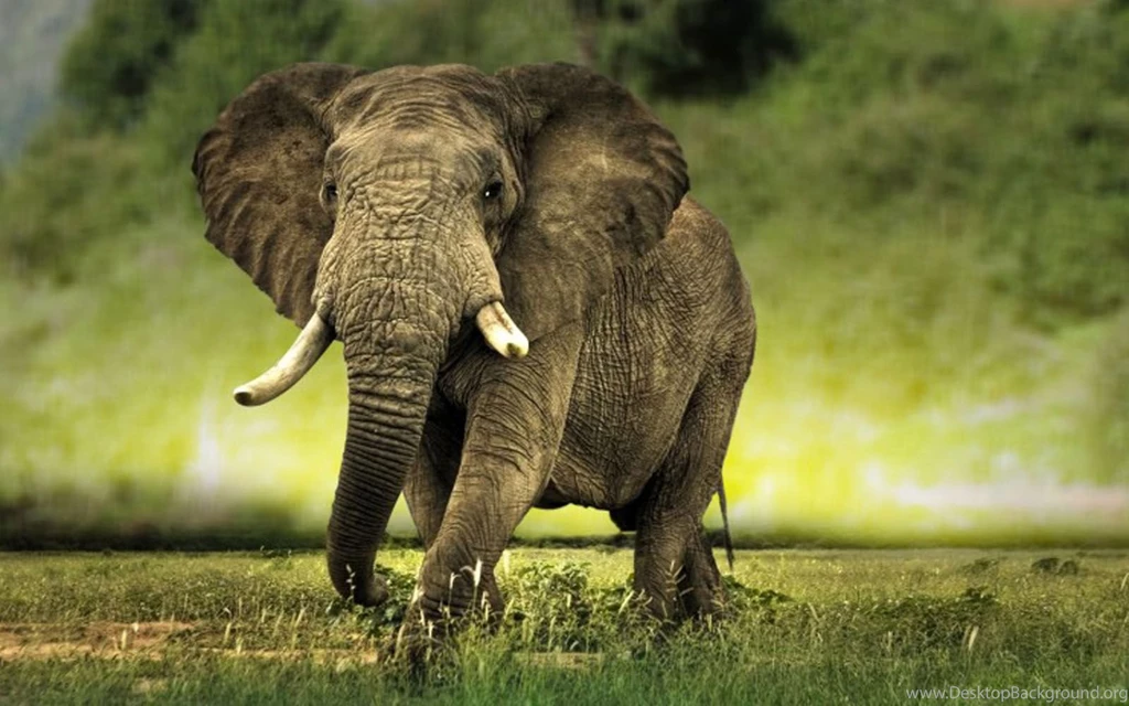 Wallpaper: African Elephant Wallpapers