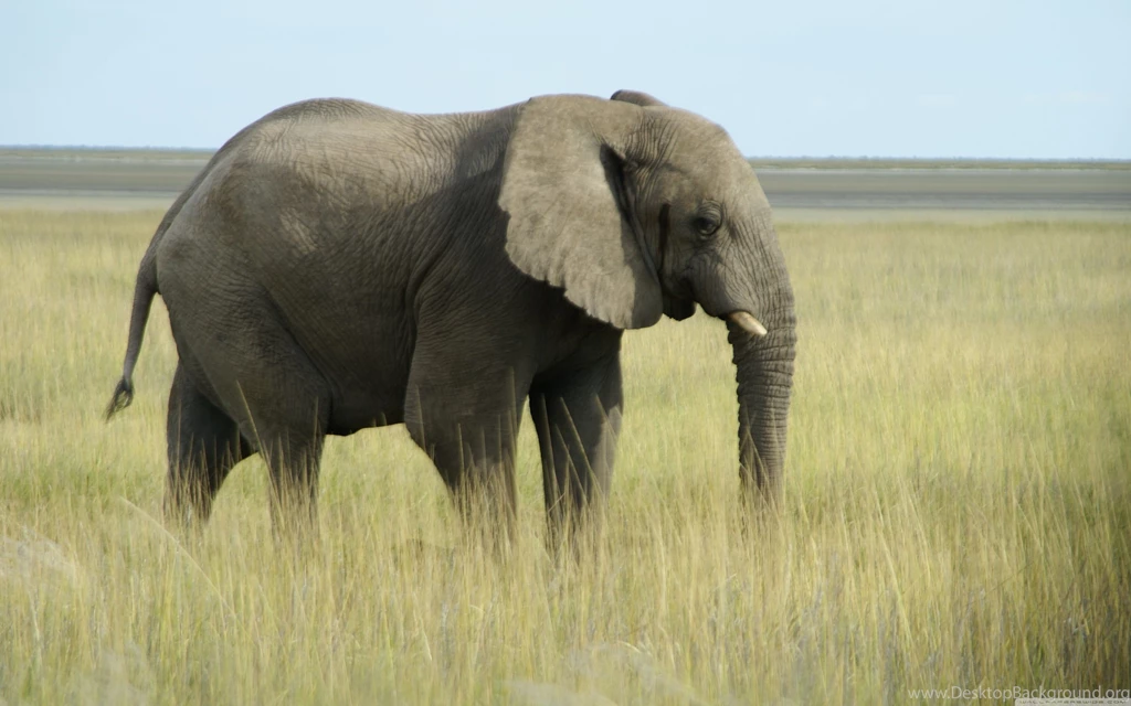 Fonds D'écran Elephant : Tous Les Wallpapers Elephant