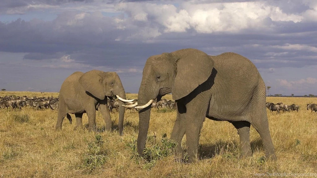 HD Elephants Wallpapers And Photos