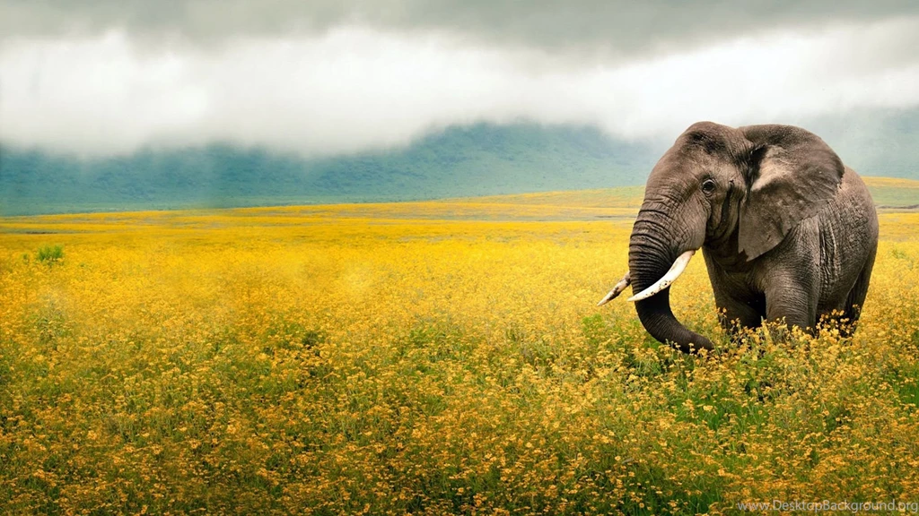 48 HD Africa Wallpapers For Desktop And Mobile