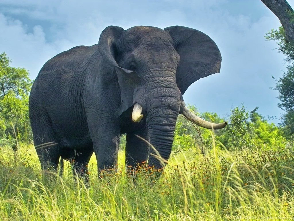 Elephant HD Wallpapers
