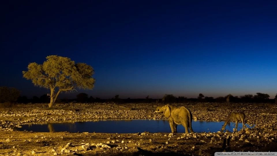 African Elephants HD Desktop Wallpapers : High Definition ...