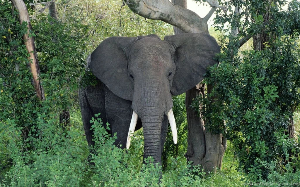 African Elephant Latest Hd Wallpapers/Images 2013