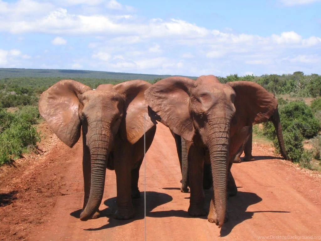 Elephants+8.JPG
