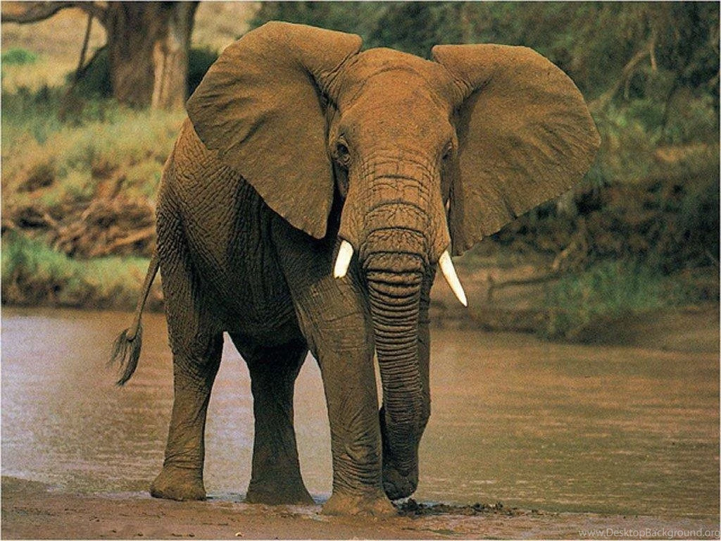 Elephant History And Some Interesting Facts