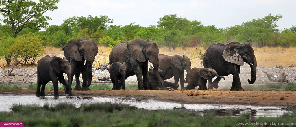 African elephant endangered 2016 Wildlife wallpaper 2.jpg