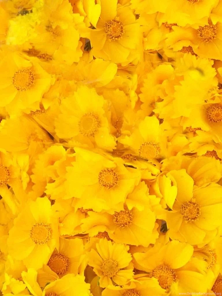 Download Texture: Yellow Flowers, Texture, Flowers, Flower ...