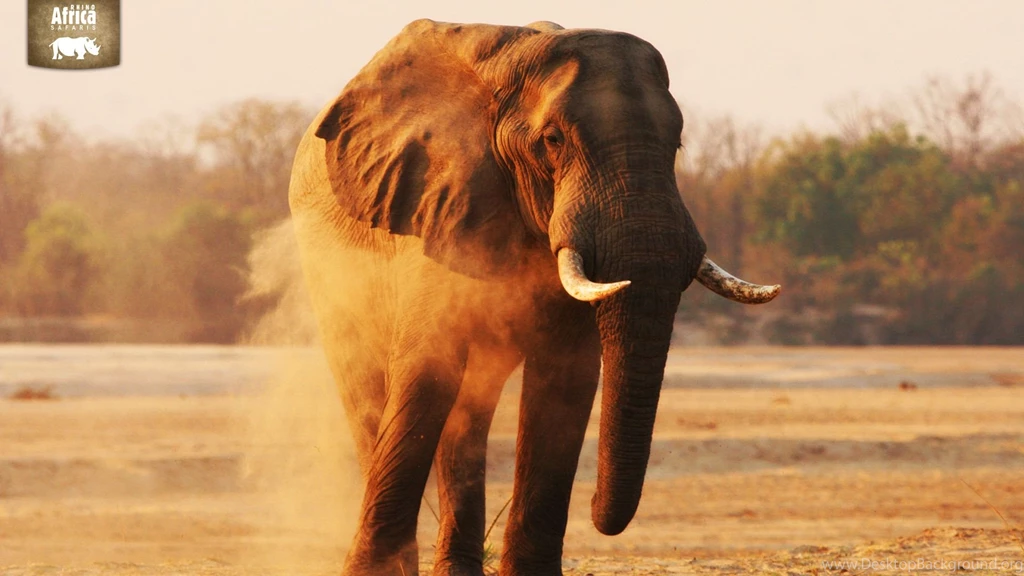 Rhino Africa Downloads Wildlife Wallpapers