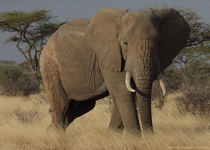 African Elephant HD Tiger