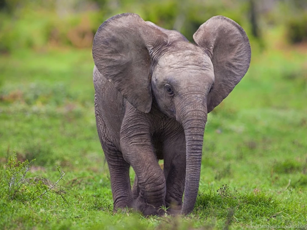 African Elephant Habitat Wallpaper.