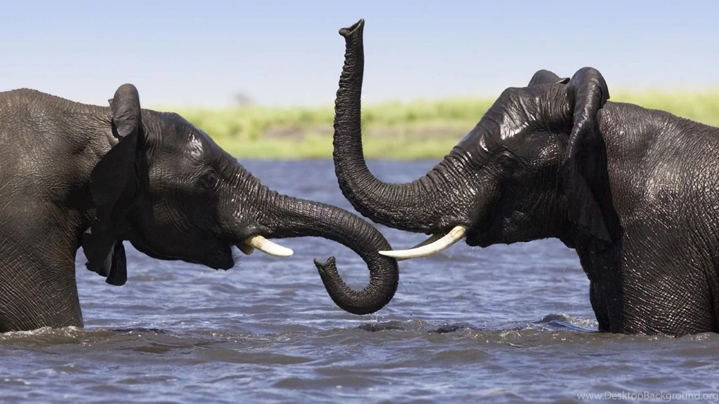 Animals: African Elephant Pair Playing In The Chobe River ...