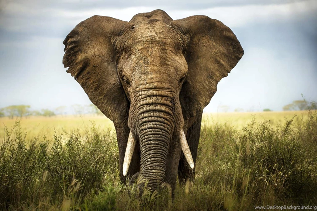 African Elephant Wall Mural