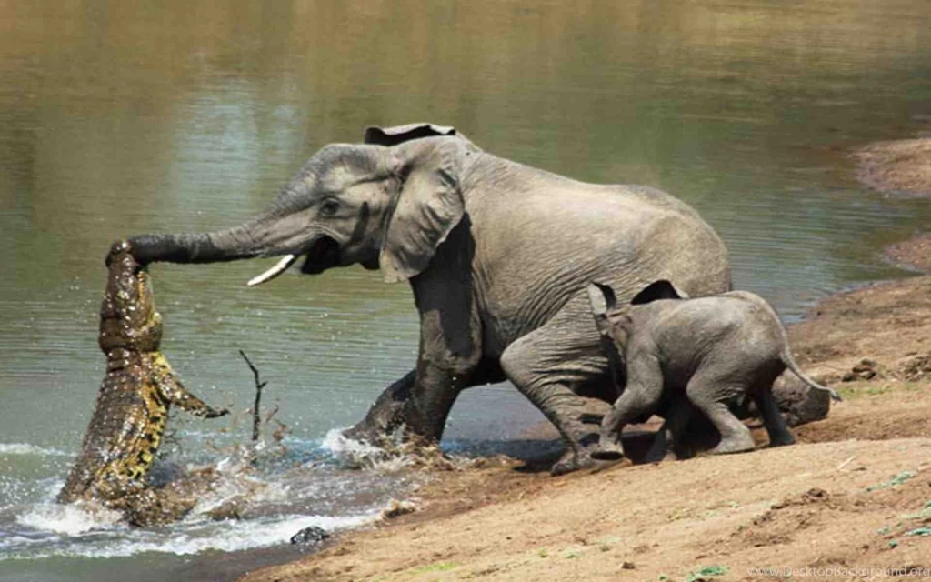 Fight With African Elephant And Crocodile HD Photo