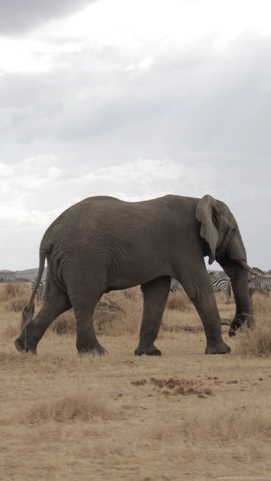 African Elephant Mobile Wallpapers 3583