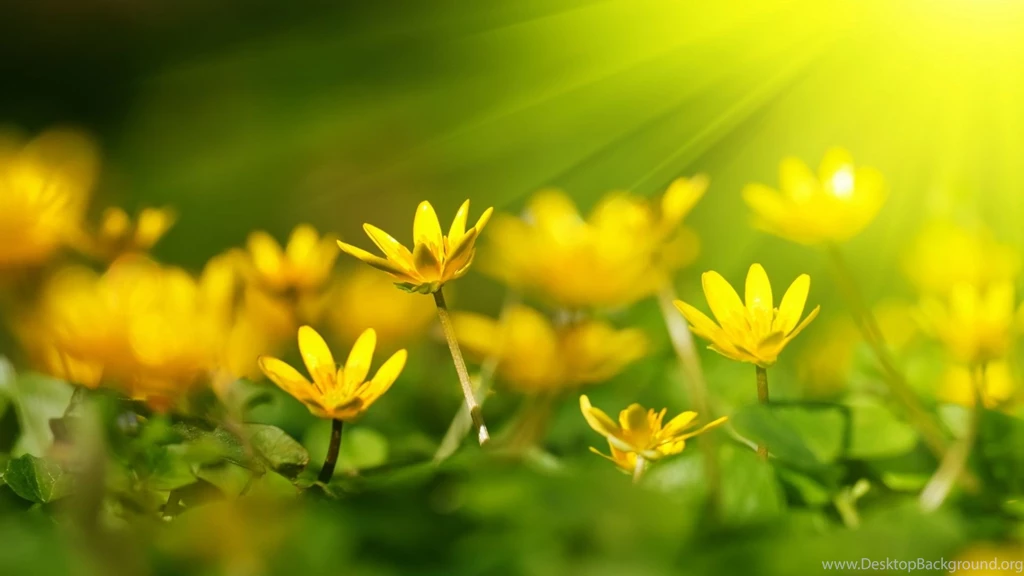 Quotes About Yellow Flowers. QuotesGram