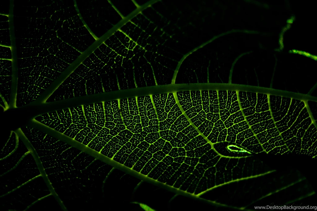 Large Sunlit Leaf Wallpapers
