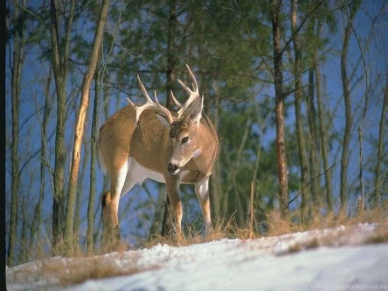 Deer whitetail free spot_51232.jpg