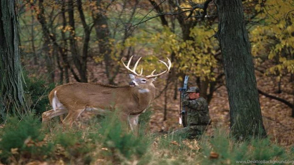 Bow Hunter Drawing On White Tailed Deer Buck Free Desktop ...