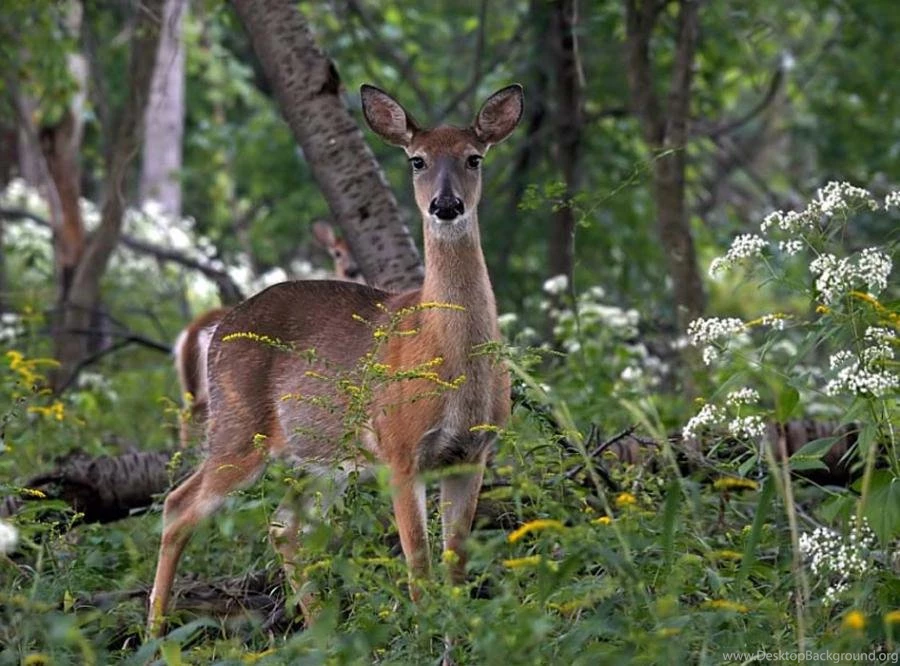 White Tailed Deer Buck Desktop Wallpapers   Zibrato