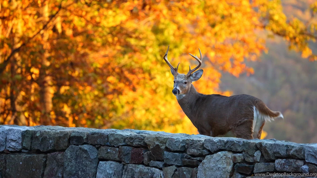 1 Whitetail Deer HD Wallpapers