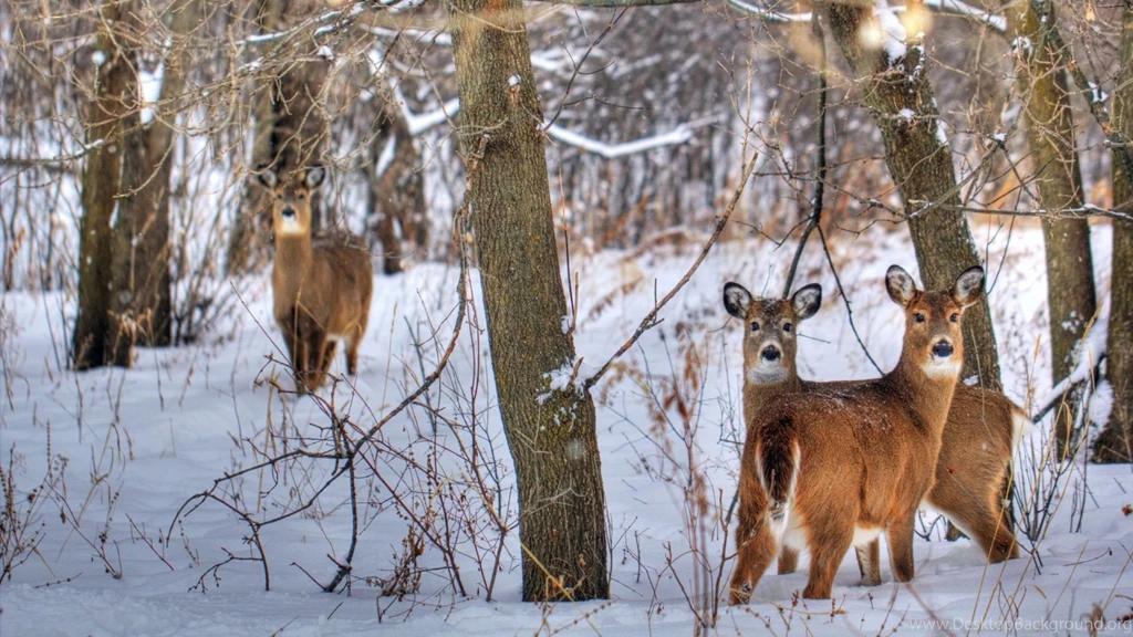 Deer Wallpapers Page 12: Growing Meadow Spots Doe Buck Animals ...