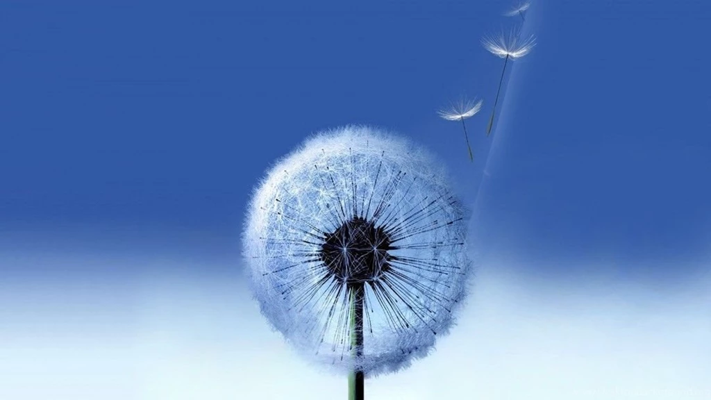 Hd Videos Wallpapers Iphone 4 For Ipad Windows Mac Ipad 2 Dwonload ...