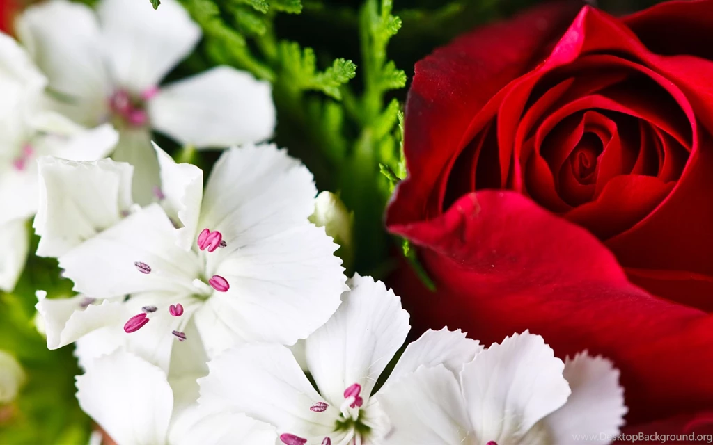 Colorful Flowers Wallpapers