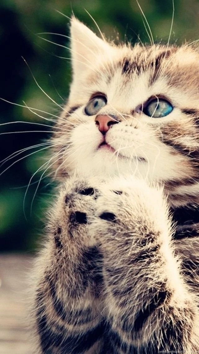 Cute Begging Kitten iPhone 5 Wallpapers