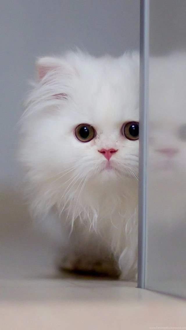Cute White Cat iPhone 5s Wallpapers Download